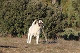 LABRADOR 650